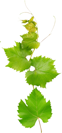 Fertilizer Turkey Fabric